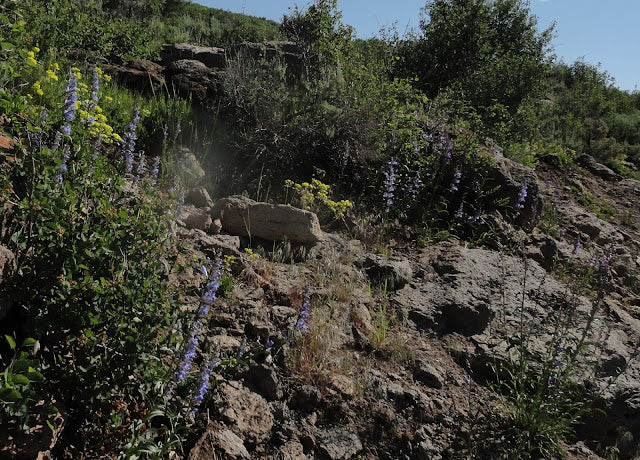 Penstemon Commarhenus 100 mg Seeds For Planting