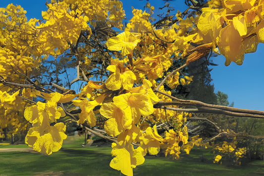 Golden Trumpet Tree Seeds - 20 Fresh Seeds - Handroanthus chrysanthus - Yellow Flowers - Easy to Grow