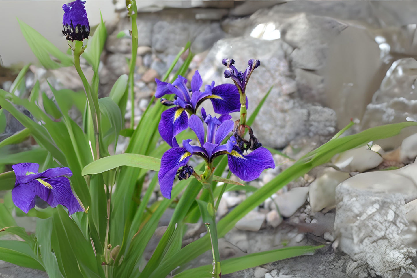 Blue Flag Harlequin Blueflag Larger Blueflag (Iris versicolor)