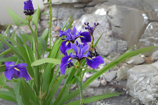 Blue Flag Harlequin Blueflag Larger Blueflag (Iris versicolor)