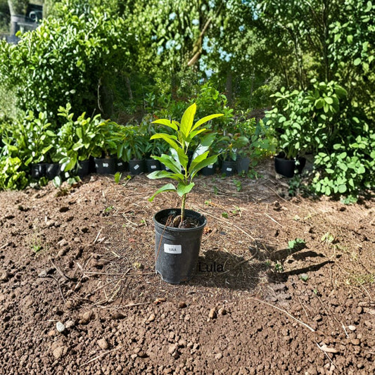 Lula Avocado Tree – Persea americana Grafted Live Tree | 2–4 Feet Tall  Cold Hardy Avocado | Extended Harvest Season | Premium Home Orchard Tree