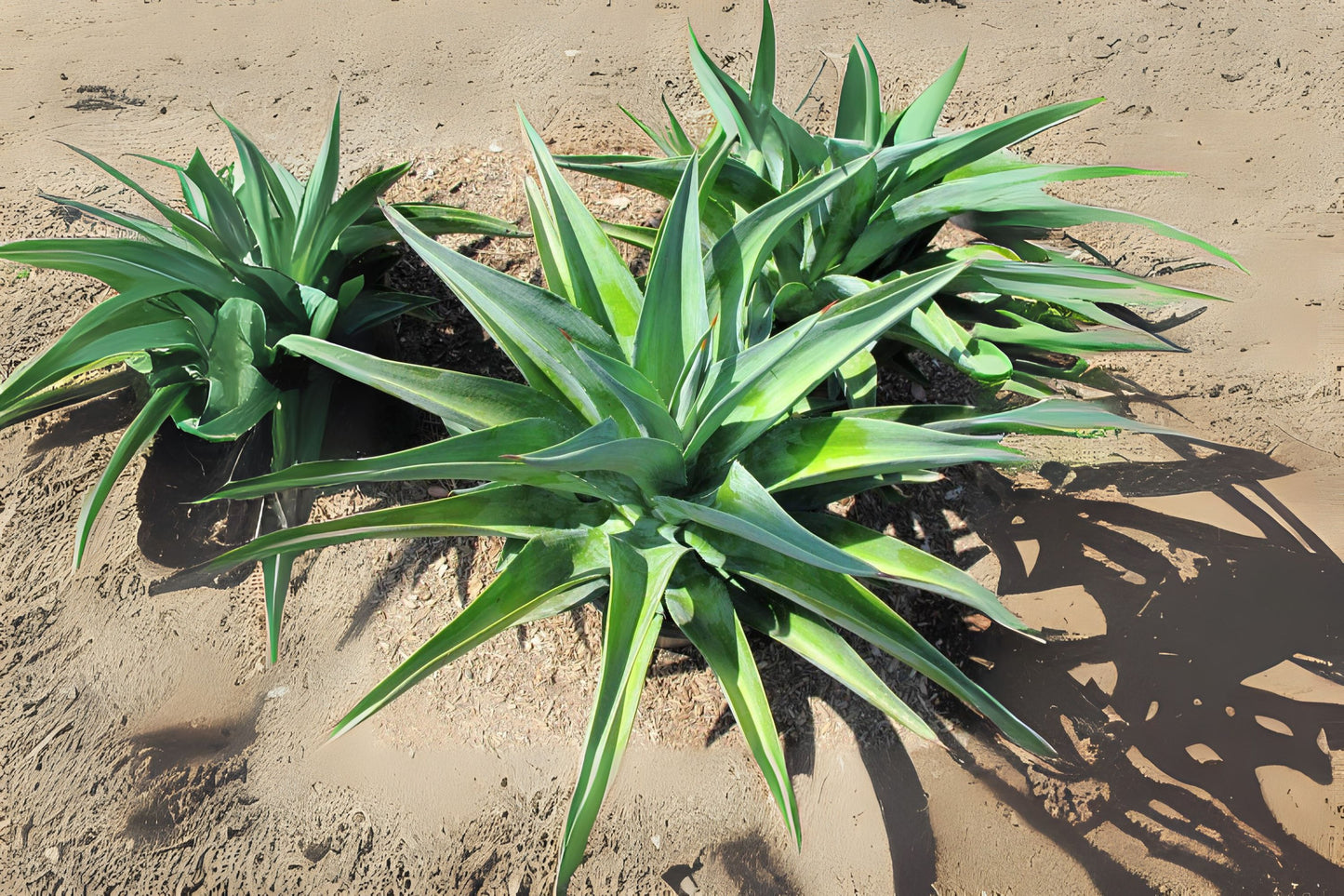 Agave Plant 6in Pot - Smooth Edges Agave Desmettiana - Low Maintenance Succulent - Drought Tolerant Indoor/Outdoor Decor