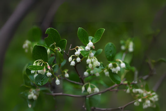 Farkleberry Tree Sparkleberry (Vaccinium arboreum)