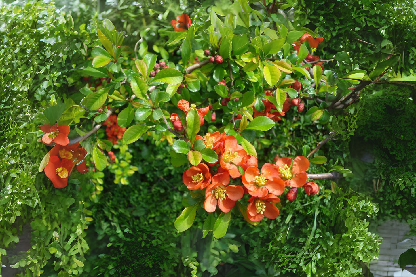 Chinese Flowering Quince Quince (Chaenomeles speciosa)