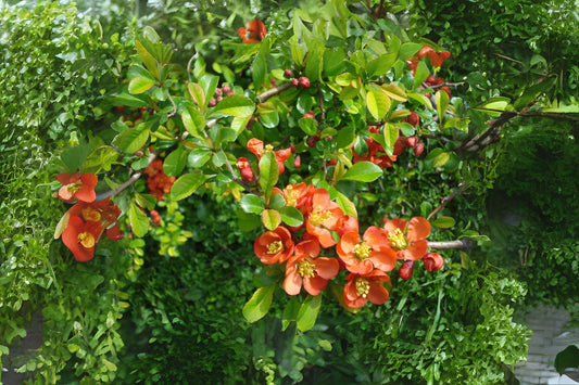 Chinese Flowering Quince Quince (Chaenomeles speciosa)