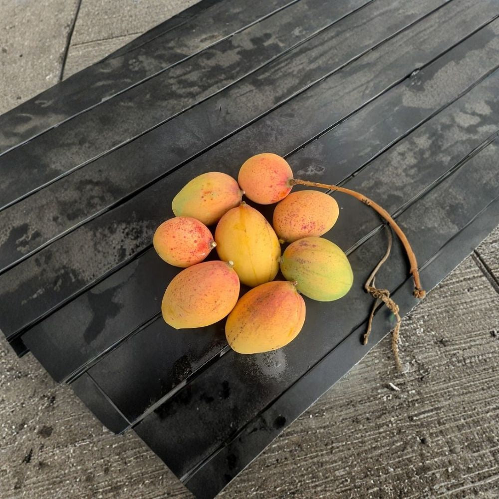 Pickering Mango Tree – Mangifera indica ‘Pickering’ Live Grafted Tree | 1–2 Feet Tall | Dwarf Tropical Variety  Compact & Productive | Early Fruiting | Perfect for Containers