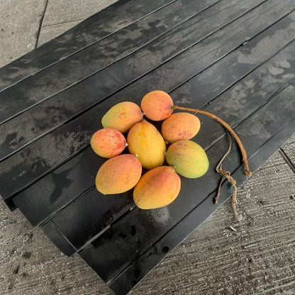 Pickering Mango Tree – Mangifera indica ‘Pickering’ Live Grafted Tree | 1–2 Feet Tall | Dwarf Tropical Variety  Compact & Productive | Early Fruiting | Perfect for Containers