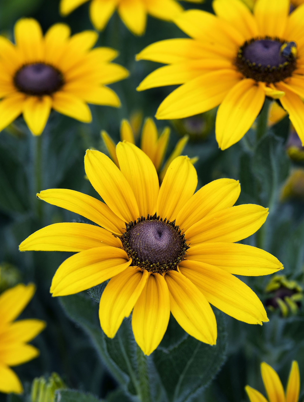 Black-Eyed Susan Rudbeckia hirta 100 mg (approx 400 seeds) Seeds For Planting