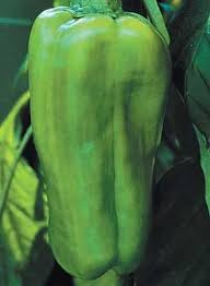Big Bertha Sweet Pepper Seeds - 100+ Heirloom - Huge & Non-GMO - Organic