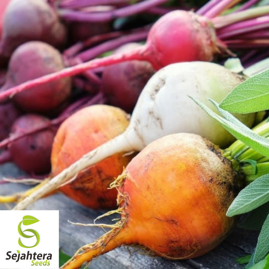 50 Rainbow Blend Beet Mix Seeds - Heirloom, Non-GMO, Multiple Colors