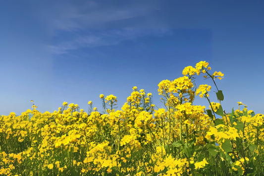 Rape Wichita Canola Rape Rape (Brassica napus 'Wichita')