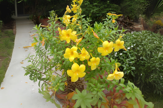 Allamanda Plant - 1 Gal Golden Trumpet Blooms - Allamanda cathartica - Tropical Outdoor Shrub for Gardens and Containers