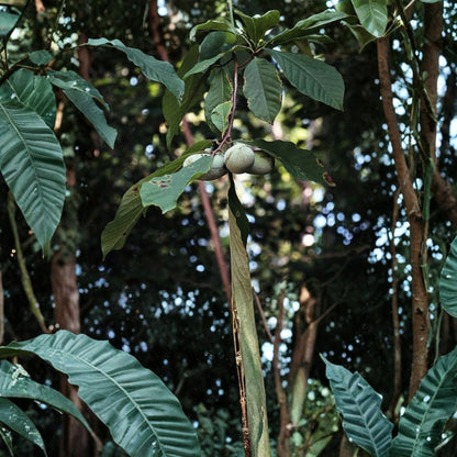 Pawpaw Tree – Asimina triloba Live Plant | 30+ Inches Tall | 3.5" x 9" Air Prune Pot  Hardy Native Fruit Tree | Tropical Custard Flavor | Zone 5 Friendly