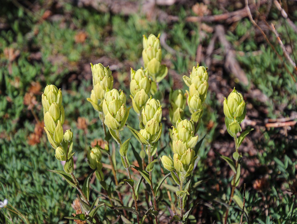 Castilleja Sulphurea (sulfur Paintbrush) Indian Paint Brush 100 mg Seeds For Planting