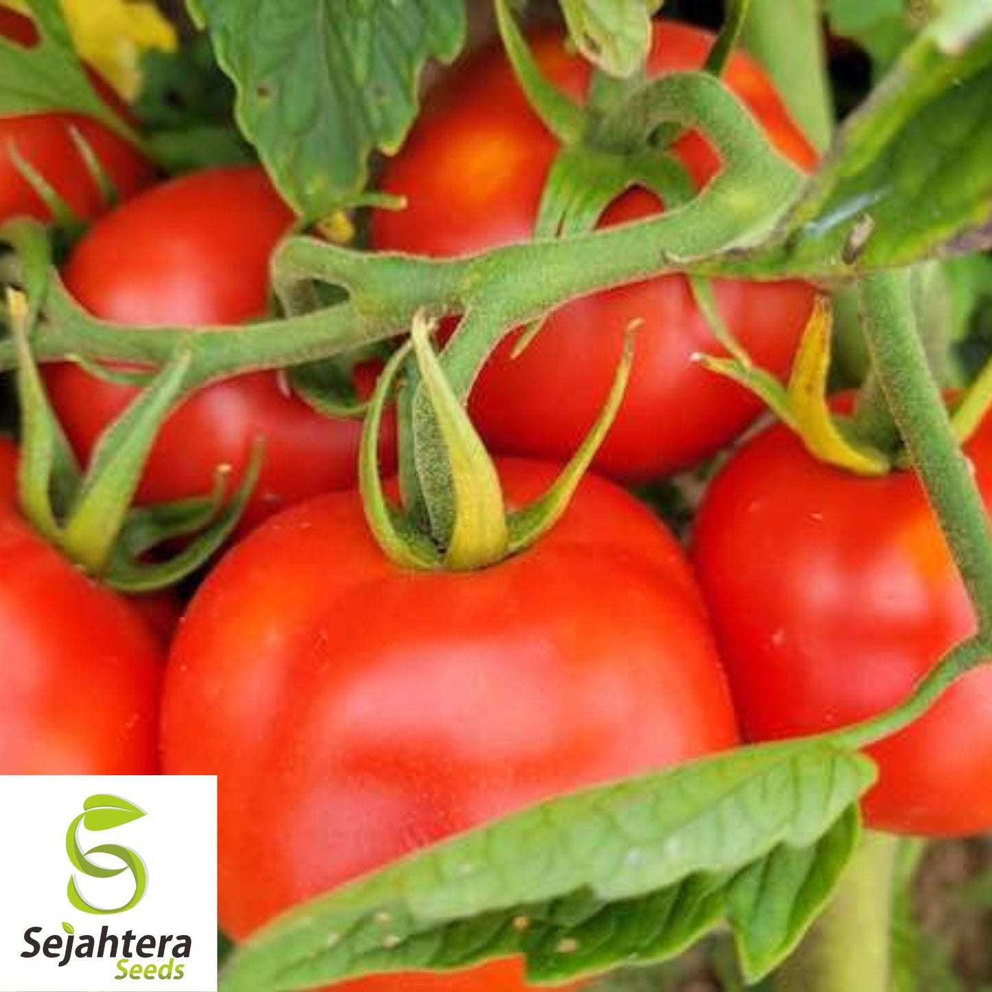 Siberian Tomato Seeds - 30+ Heirloom, Organic, Non-GMO & Cold Hardy