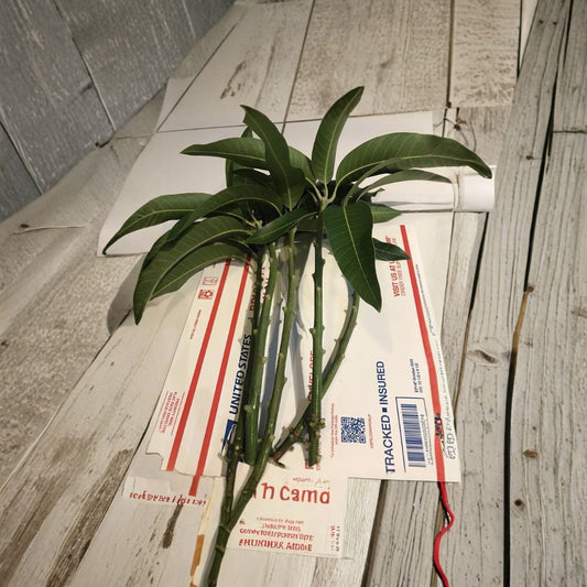 Purple Tommy Mango Scions – Mangifera indica 5 Fresh Cuttings | For Grafting | Propagation Material  Create Your Own Grafted Trees | Rare Variety | Home Orchard Ready