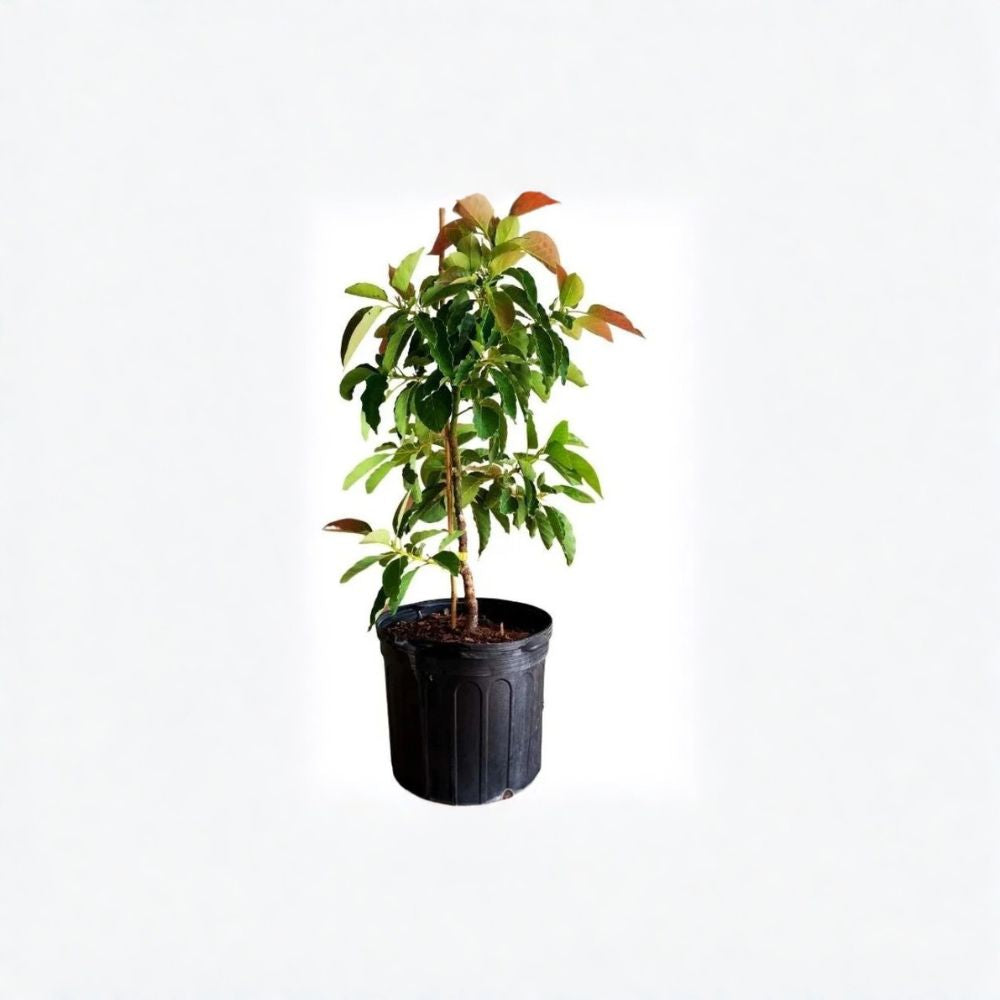 Monroe Avocado Tree – Persea americana  Grafted Live Avocado Tree | 2–4 Feet Tall Cold Hardy Avocado • Ships to All States