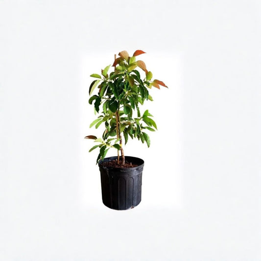 Monroe Avocado Tree – Persea americana  Grafted Live Avocado Tree | 2–4 Feet Tall Cold Hardy Avocado • Ships to All States