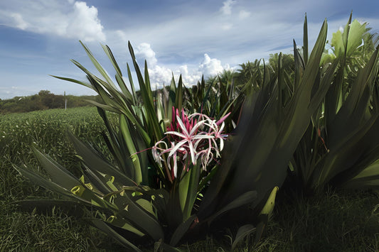Lot of 2 Queen Emma Crinum Lilies - Medium Size Rare Exotic Houseplants - Crinum procerum var. splendens 'Queen Emma'