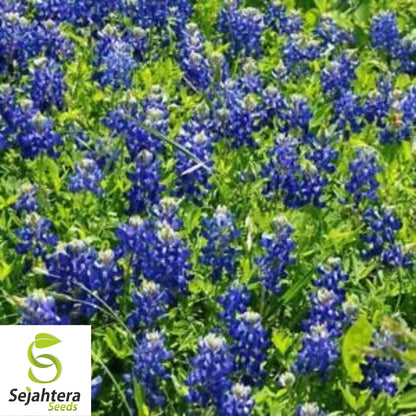 Texas Bluebonnet Seeds - 100+ Heirloom - Fragrant, Pollinator-Friendly & Bright