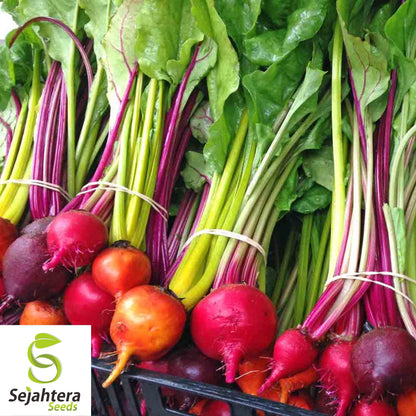 50 Rainbow Blend Beet Mix Seeds - Heirloom, Non-GMO, Multiple Colors