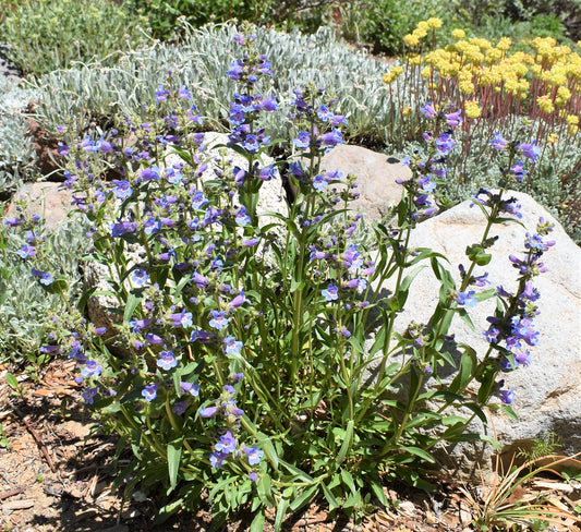 Penstemon Humilis 100 mg Seeds For Planting