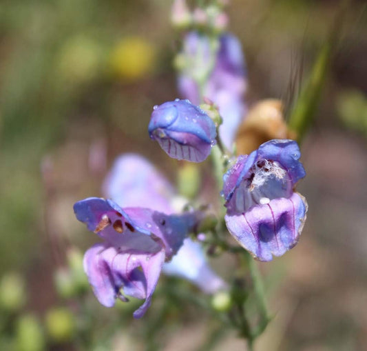 Penstemon comarrhenus 100mg Seeds For Planting