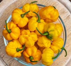 25 Jamaican Yellow Habanero Pepper Seeds - Non-GMO, Extra Spicy & Vibrant