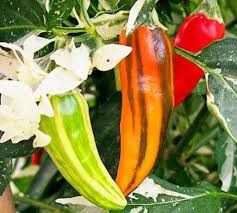 20 Fish Pepper Seeds - Non-GMO, Unique & Striped Spicy Peppers