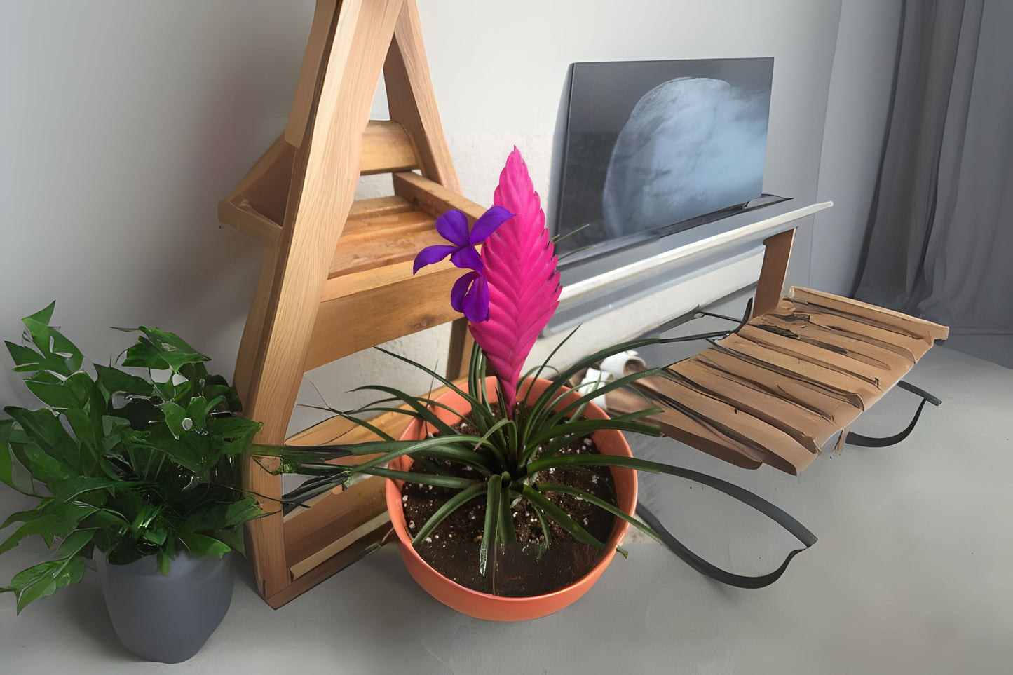 12 Pack Air Plants - Tillandsia Cyanea - Pink Quill Bromeliad - Easy Care Epiphyte - Decorative Terrarium Plants