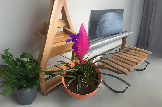 12 Pack Air Plants - Tillandsia Cyanea - Pink Quill Bromeliad - Easy Care Epiphyte - Decorative Terrarium Plants