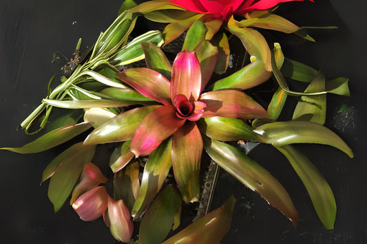 Bromeliad Plant Vriesea Purple Cockatoo - Tropical Indoor Houseplant, Exotic Colorful Foliage, Unique Home Decor