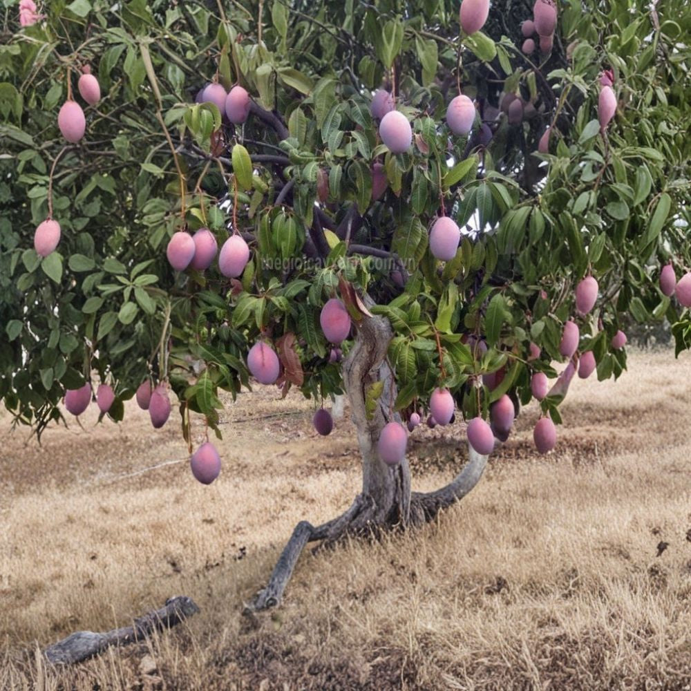 Purple Tommy Mango Scions – Mangifera indica 5 Fresh Cuttings | For Grafting | Propagation Material  Create Your Own Grafted Trees | Rare Variety | Home Orchard Ready