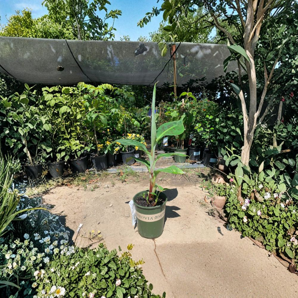 Double Mahoi Banana – Musa ‘Double Mahoi’ Live Banana Plant | 1–1.5 Feet Tall | Includes 6" Pot  Compact Dwarf Variety | Double Bunch Producer | Tropical Favorite