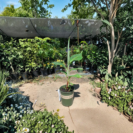 Double Mahoi Banana – Musa ‘Double Mahoi’ Live Banana Plant | 1–1.5 Feet Tall | Includes 6" Pot  Compact Dwarf Variety | Double Bunch Producer | Tropical Favorite