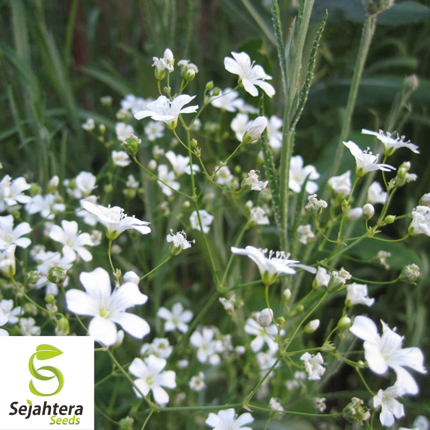 Baby's Breath Seeds 500+ White Flowers {Gypsophila elegans} Drought Tolerant