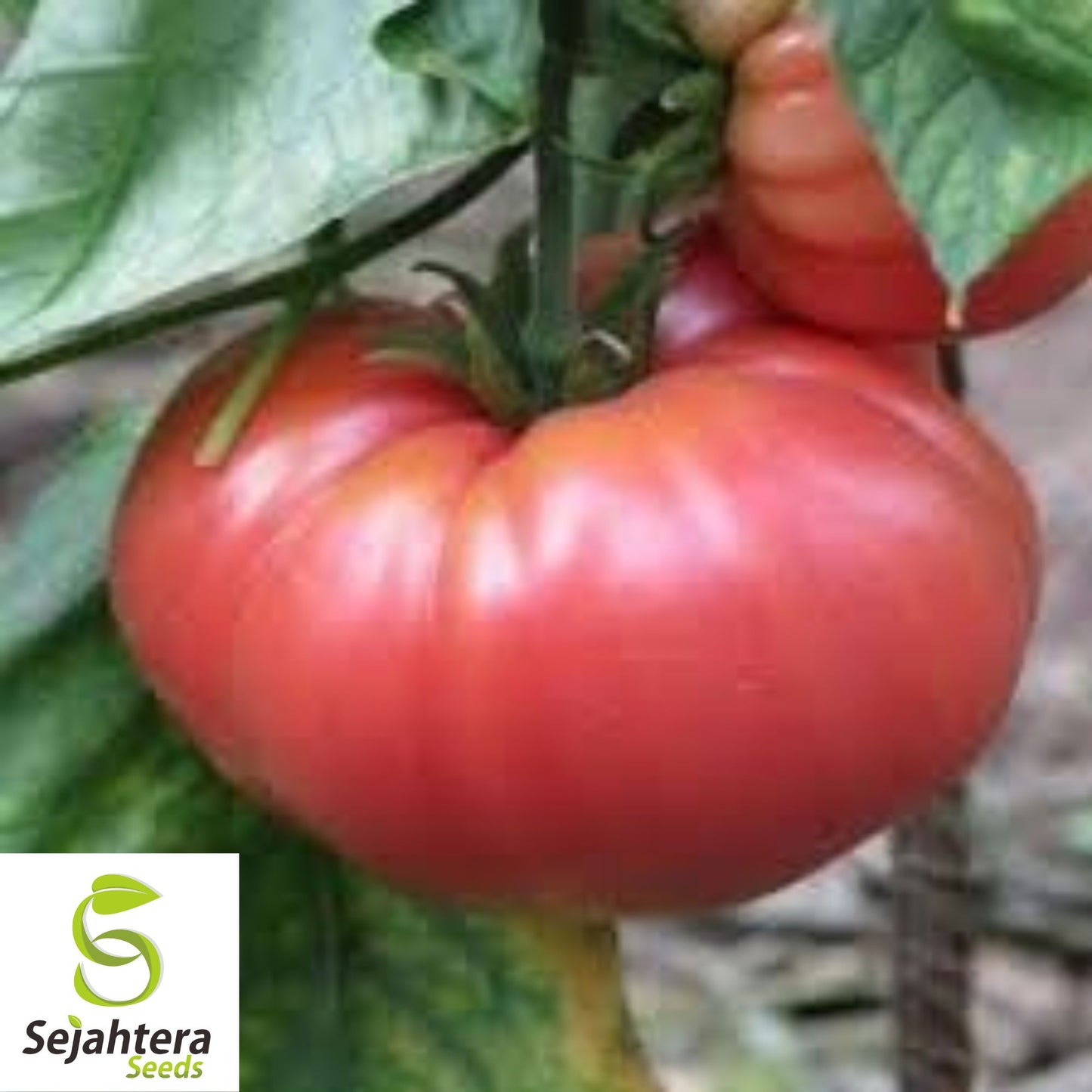 German Johnson Tomato Seeds - 120+ Heirloom, Organic, Non-GMO & Large