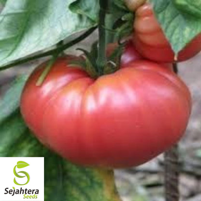 German Johnson Tomato Seeds - 120+ Heirloom, Organic, Non-GMO & Large