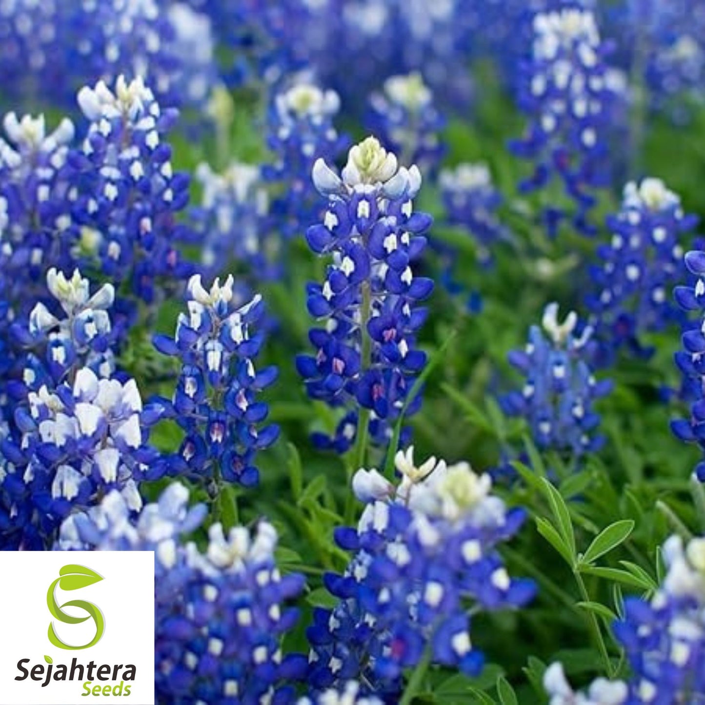 Texas Bluebonnet Seeds - 100+ Heirloom - Fragrant, Pollinator-Friendly & Bright