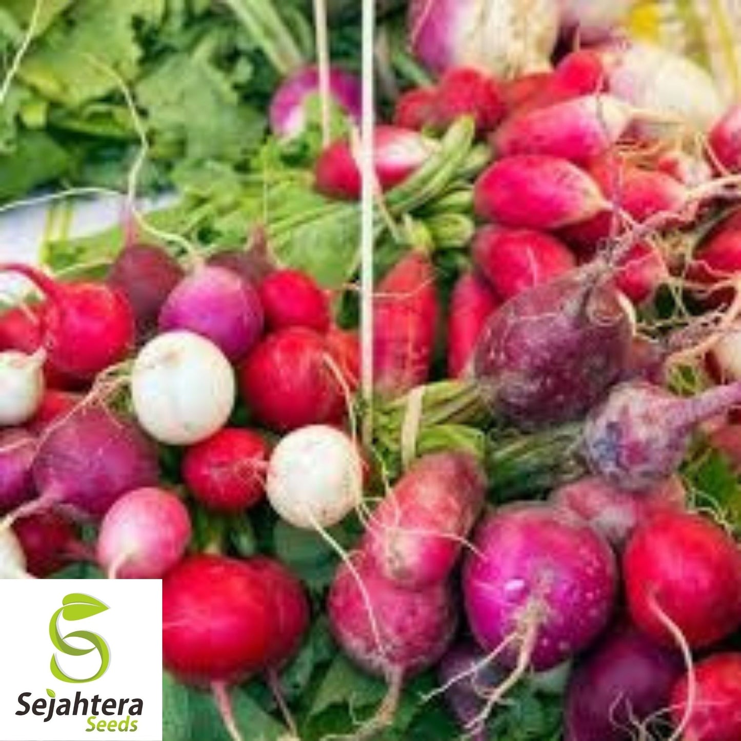 Radish Seeds 200 Ct | Easter Egg Blend Colorful Vegetable Garden NON-GMO USA