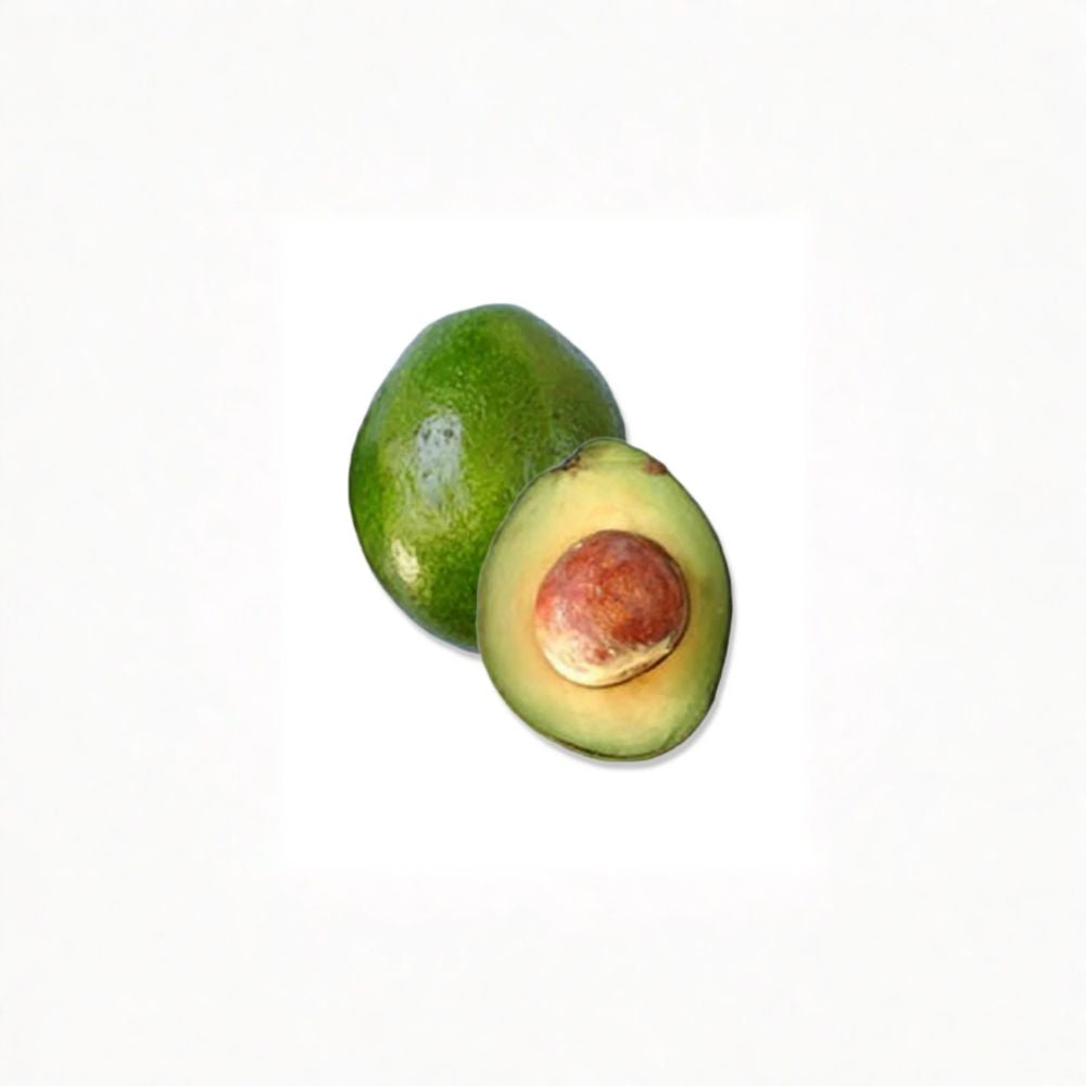 Monroe Avocado Tree – Persea americana  Grafted Live Avocado Tree | 2–4 Feet Tall Cold Hardy Avocado • Ships to All States