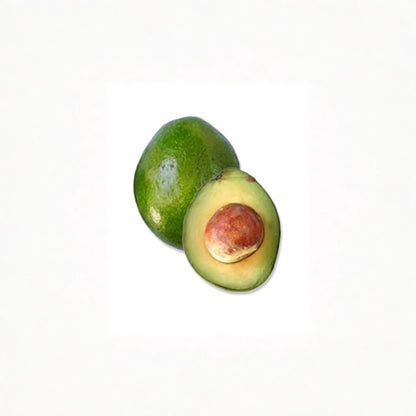 Monroe Avocado Tree – Persea americana  Grafted Live Avocado Tree | 2–4 Feet Tall Cold Hardy Avocado • Ships to All States