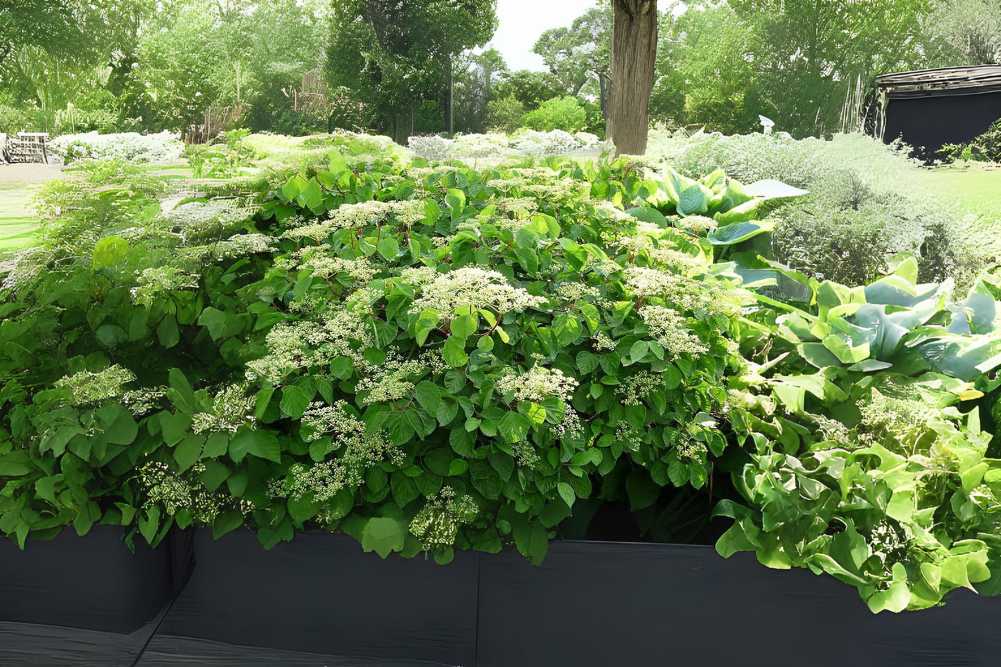 Linden Arrowwood Linden Viburnum (Viburnum dilatatum)
