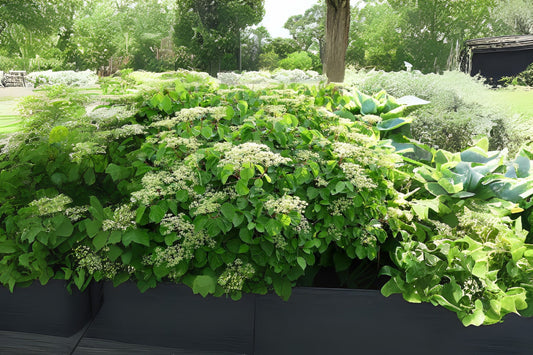 Linden Arrowwood Linden Viburnum (Viburnum dilatatum)