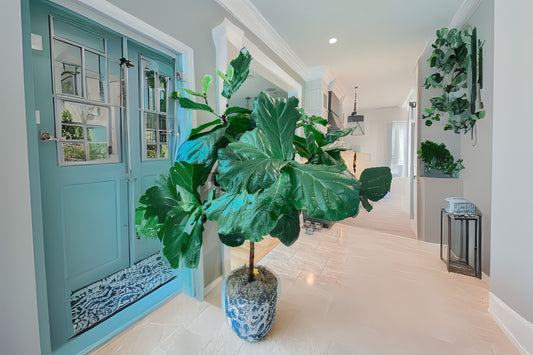 Fiddle Leaf Fig Plant 6in Pot - Ficus Lyrata Indoor Houseplant with Large Glossy Leaves