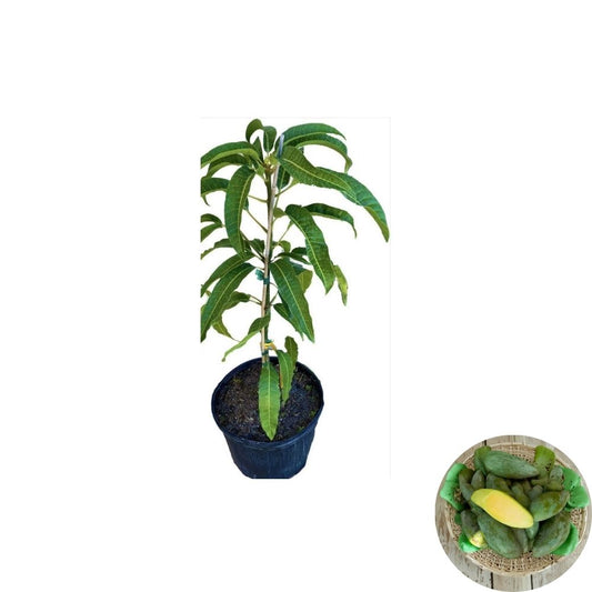 Mun Kun Si Mango Tree – Mangifera indica Grafted Live Tree | 2–4 Feet Tall | Actual Photos  Thai Green-Eating Variety | Fiberless & Sweet | Ships to All States