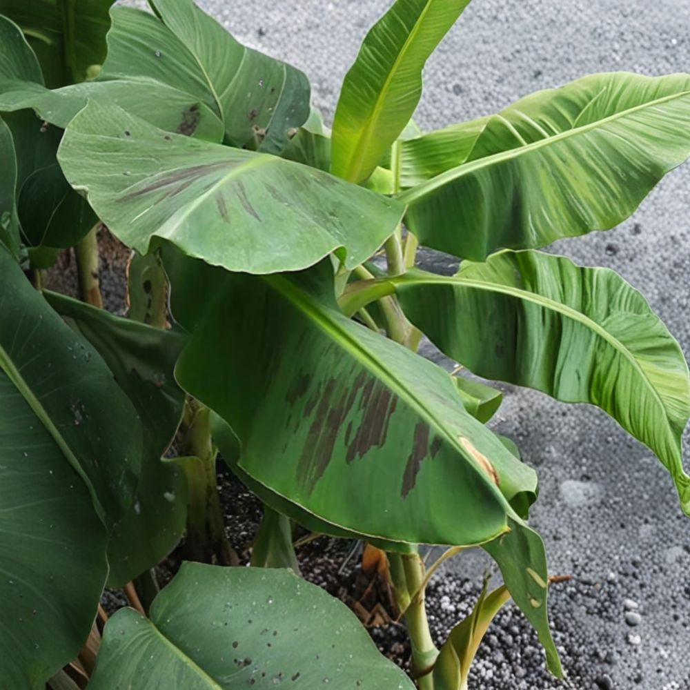 Double Mahoi Banana – Musa ‘Double Mahoi’ Live Banana Plant | 1–1.5 Feet Tall | Includes 6" Pot  Compact Dwarf Variety | Double Bunch Producer | Tropical Favorite
