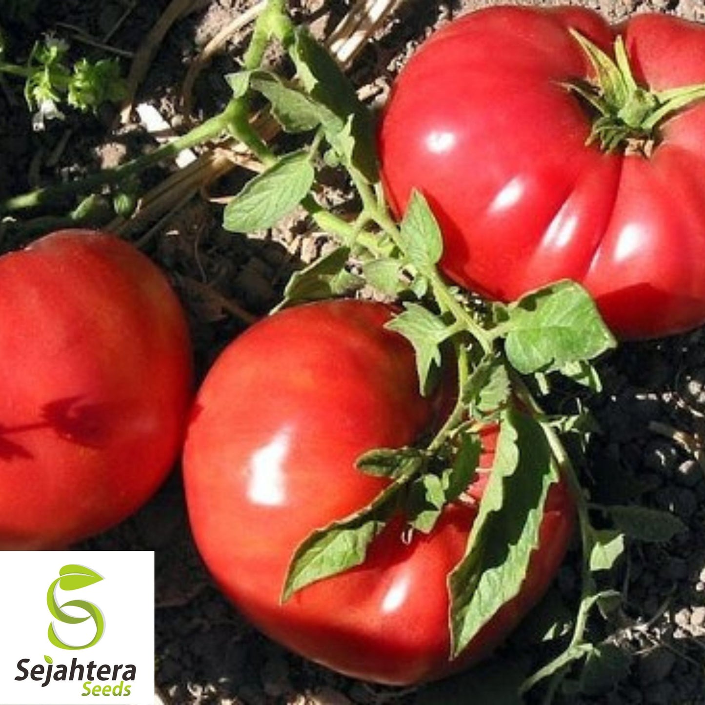 German Johnson Tomato Seeds - 120+ Heirloom, Organic, Non-GMO & Large