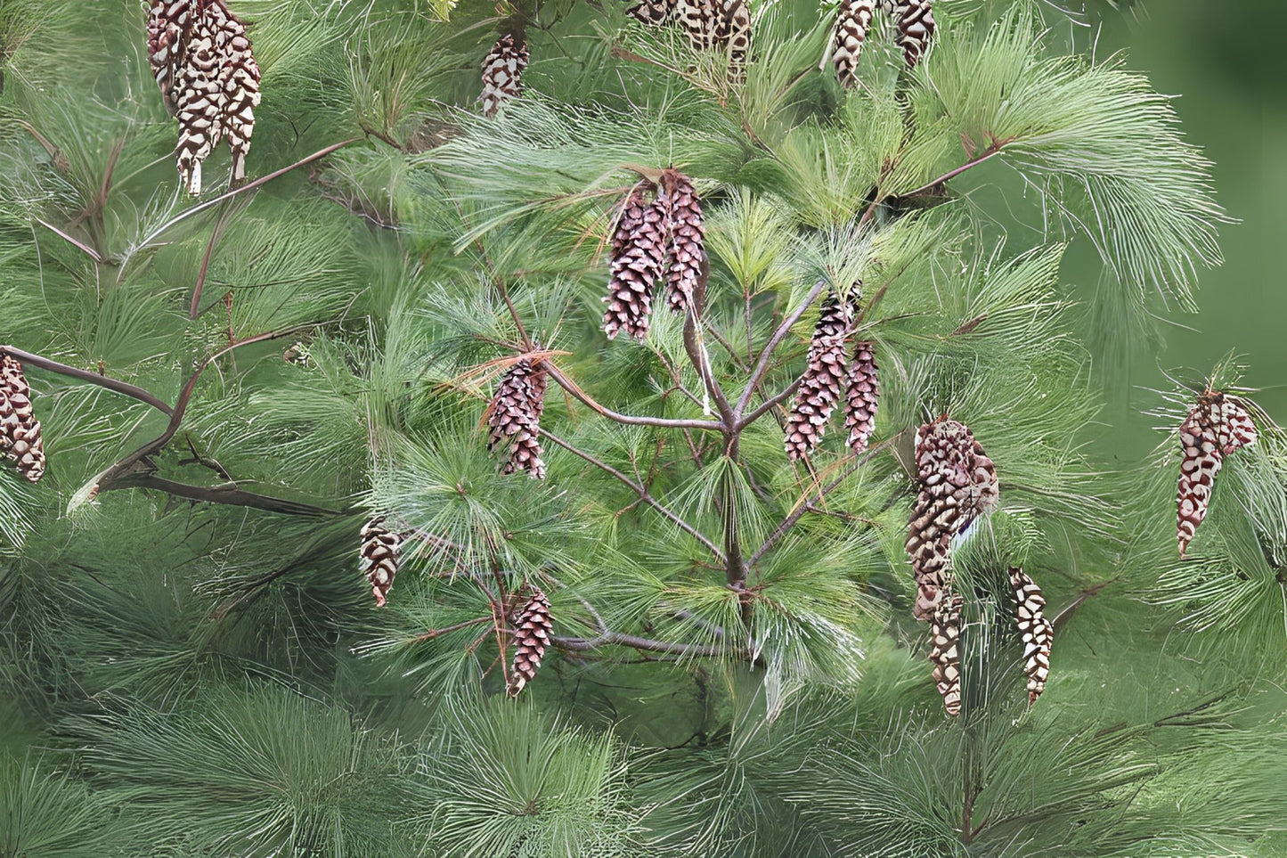 Eastern White Pine Northern Soft Weymouth Pine (Pinus strobus New York)