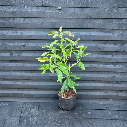 Dwarf Utado Avocado Tree – Persea americana  Live Avocado Plant | 1–2 Feet Tall | 3 Gallon Pot Cold Hardy Avocado • Compact Fruit Tree